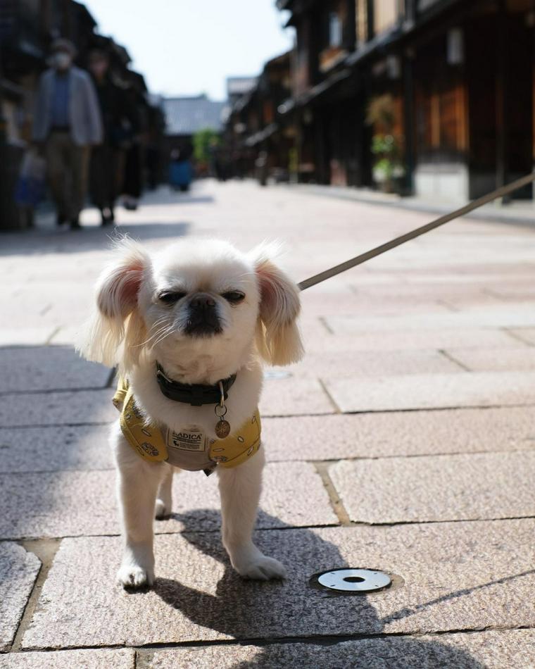 金沢の犬連れでお出かけできるスポット6選 公園やお散歩にピッタリなスポットも ペトコト