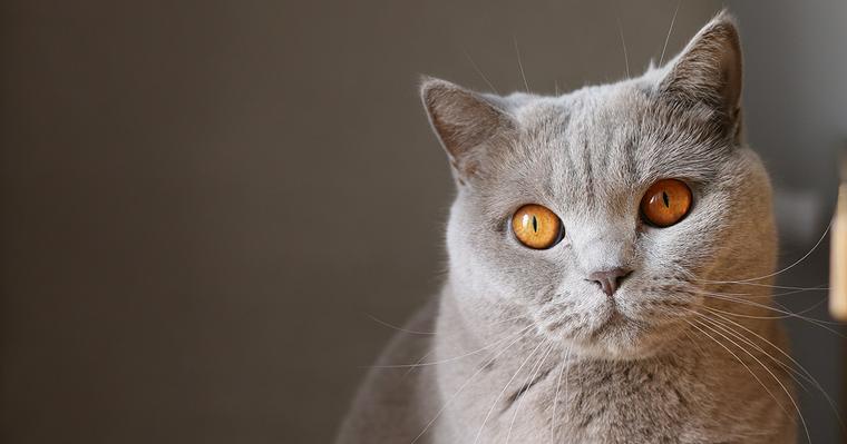 「#ペトコト取材班」のハッシュタグを付けて投稿してくれた猫ちゃんを紹介！2022年4月編