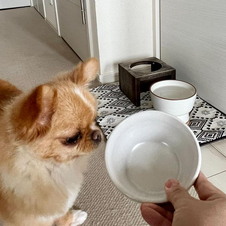 犬と食器