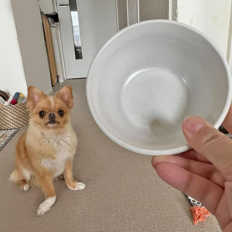 犬と食器