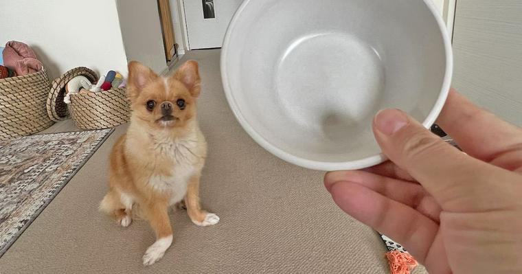 犬の食器のヌルヌルの正体は唾液？ぬめりを取り除く正しい洗い方を紹介