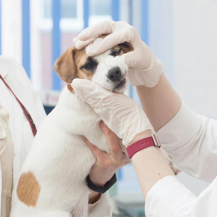 犬が口呼吸できない理由や苦しそうな場合の対処法を獣医師が解説 ペトコト