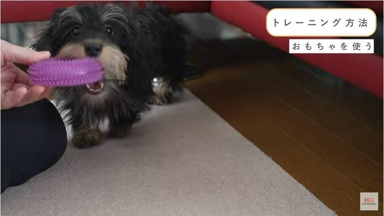 犬が甘噛みをする理由は 直し方やしつけ方についてトレーナーが解説 ペトコト