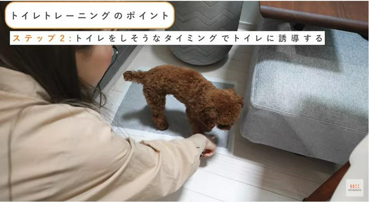 トイレをしやすいときはトイレへ誘導