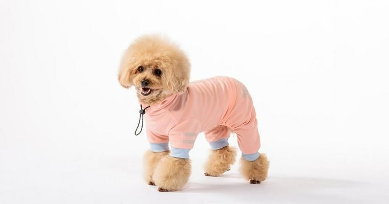 今、カインズのペットグッズが熱い！？日本初の特殊素材を使った犬服が登場