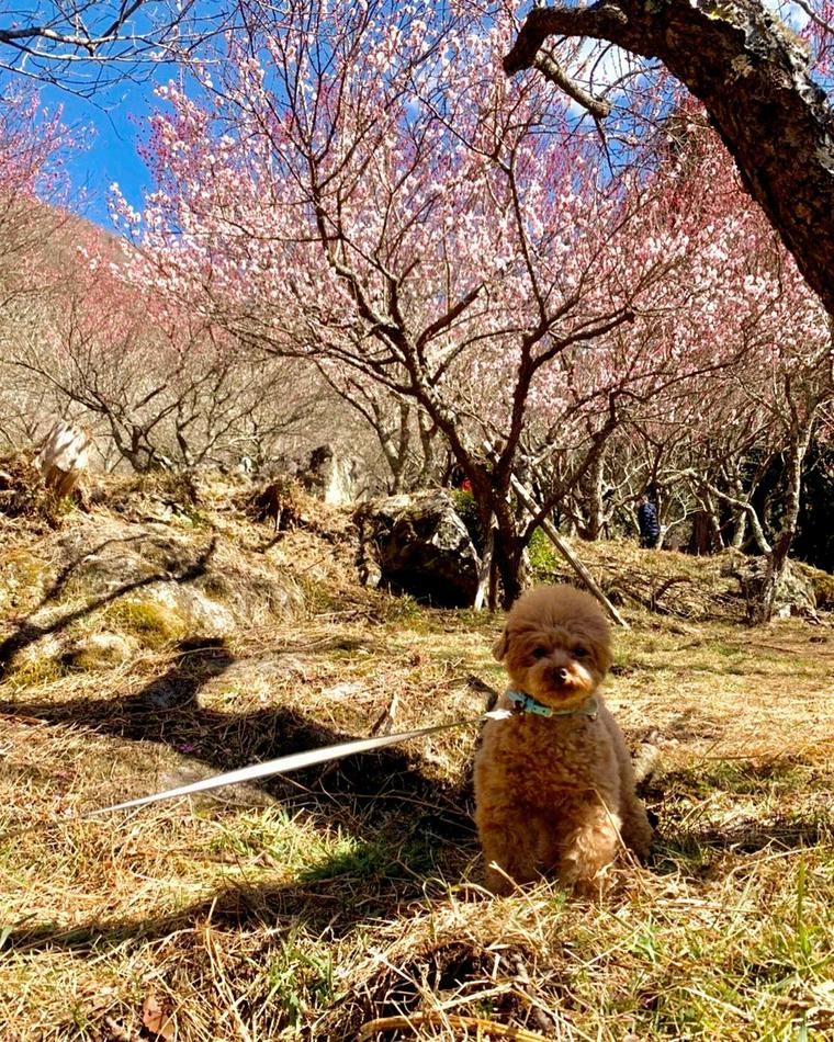 幕山公園