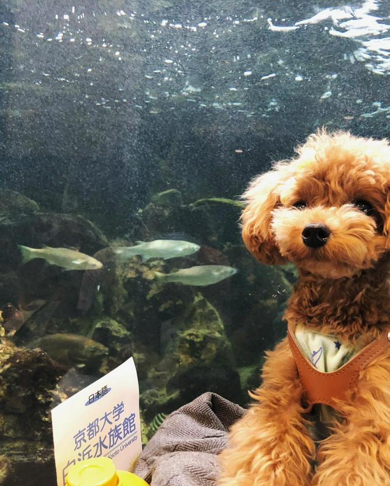 京大白浜水族館