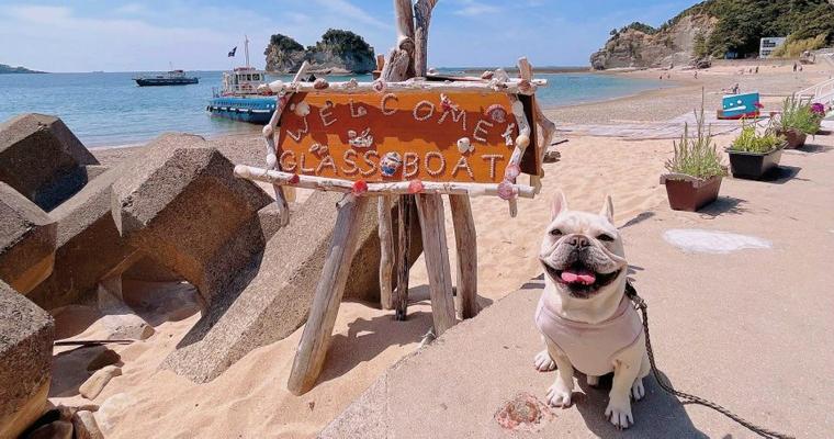 白浜の犬連れでお出かけできるスポット5選！観光にピッタリ