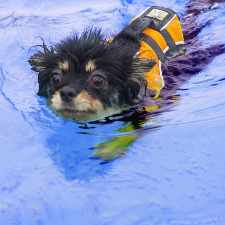 ドッグプールで泳ぐ犬