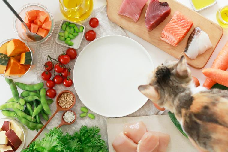 新鮮な食材と猫