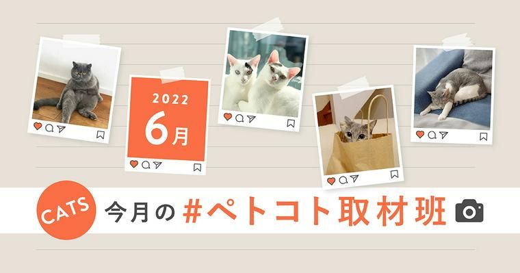 「#ペトコト取材班」のハッシュタグを付けて投稿してくれた猫ちゃんを紹介!2022年6月編