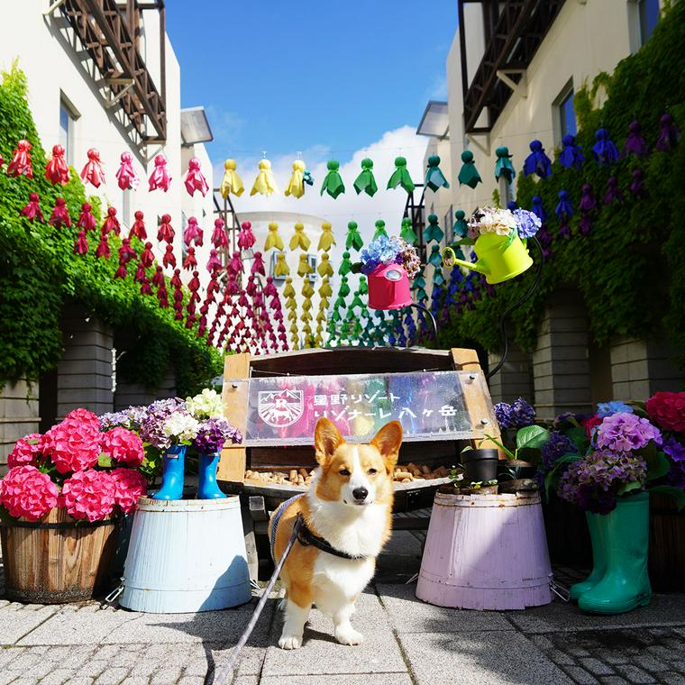 都心から1分 星野リゾート に愛犬と宿泊 リゾナーレ八ヶ岳は犬にも人にもやさしい空間でした ペトコト