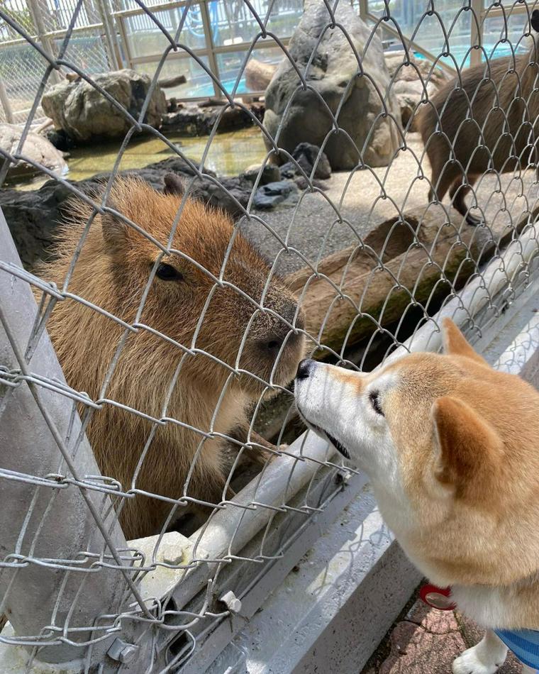 水族館 ペット 安い お出かけ