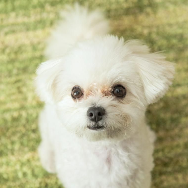 犬の緑内障 症状や原因 治療法を獣医師が解説 ペトコト