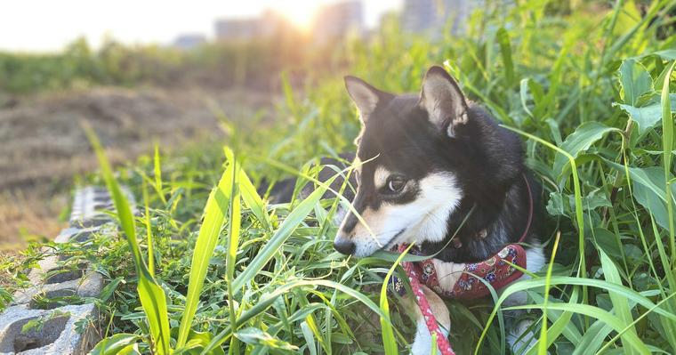 犬の緑内障｜症状や原因、治療法を獣医師が解説