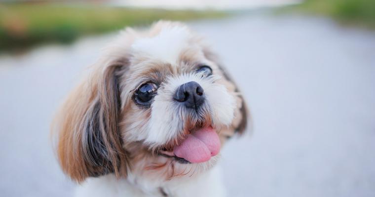 犬の角膜炎｜原因や治療法、放置した場合の失明リスクについて獣医師が解説