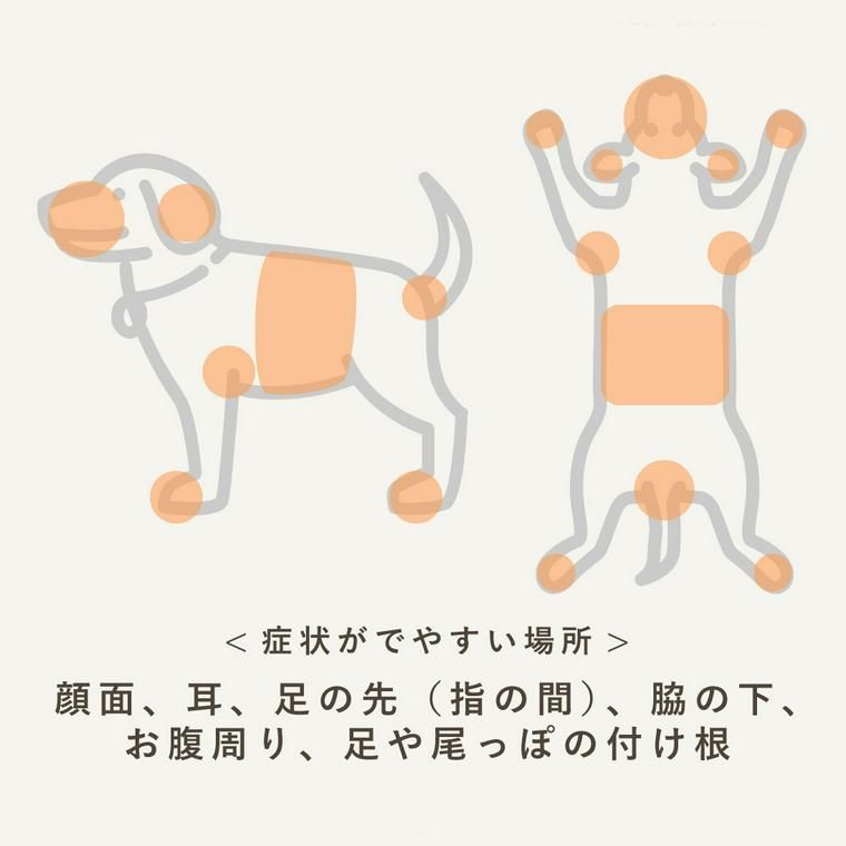 犬のアトピー性皮膚炎で症状が出やすい部位