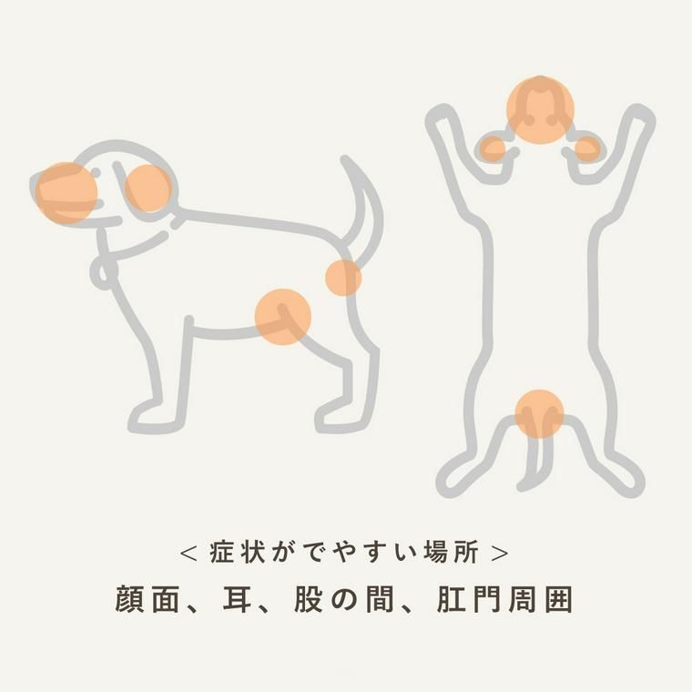 犬の食物アレルギー症状が出やすい部位