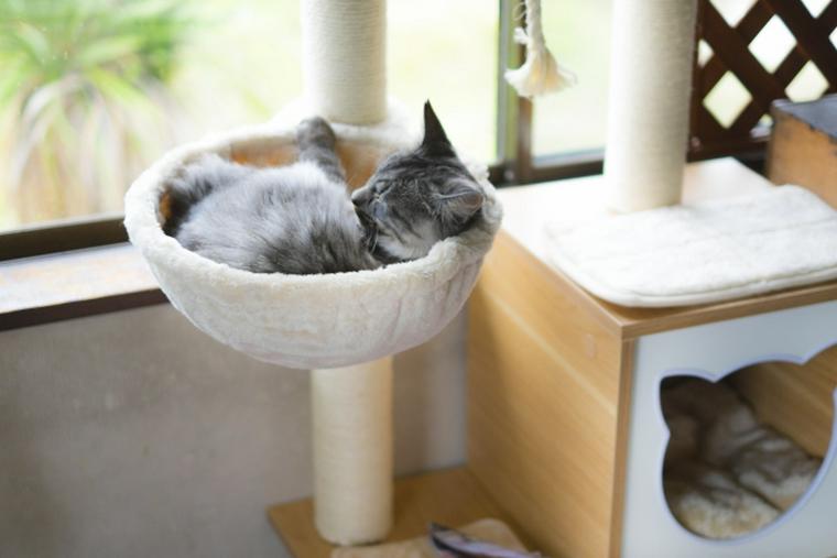 自作のキャットタワーで過ごす猫