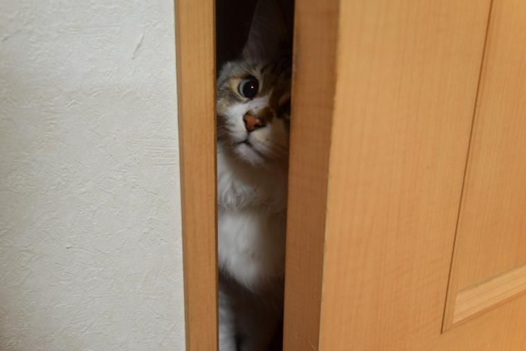 ドアの隙間からのぞく猫