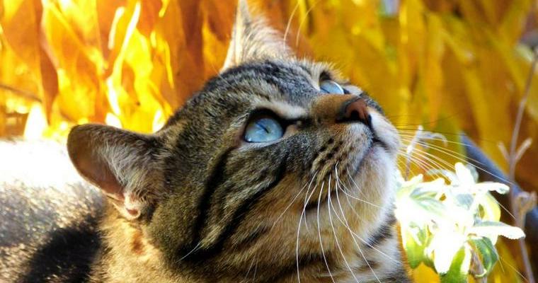 猫も秋になると食欲が増す？季節の変わり目は体調変化に要注意
