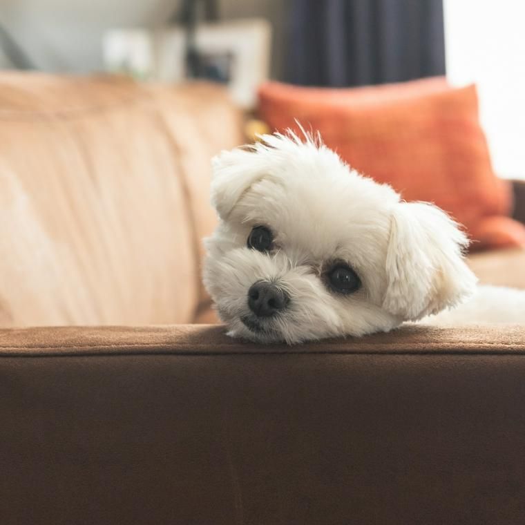 ソファに顎を置く犬