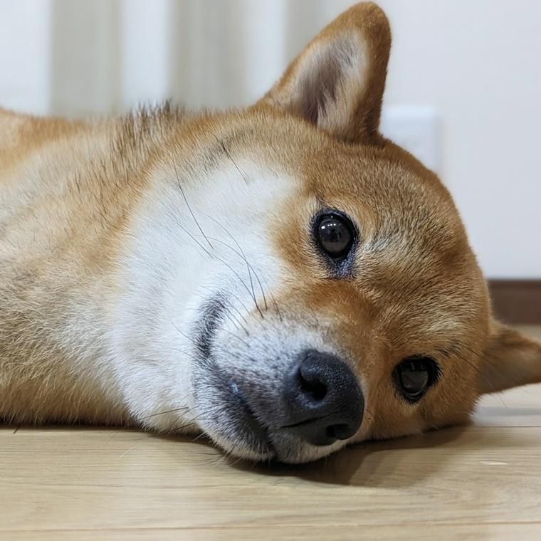 横になる柴犬