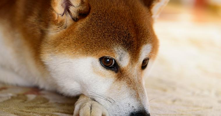 犬のものもらい（マイボーム腺炎）とは？症状や原因、治療法などを獣医師が解説