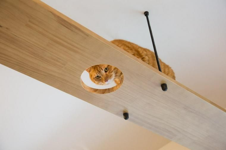 キャットウォーク