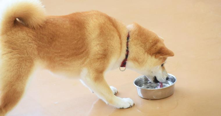 犬の飲水量｜1日に飲むべき量の計算方法や多い・少ない場合の対処法を獣医師が解説