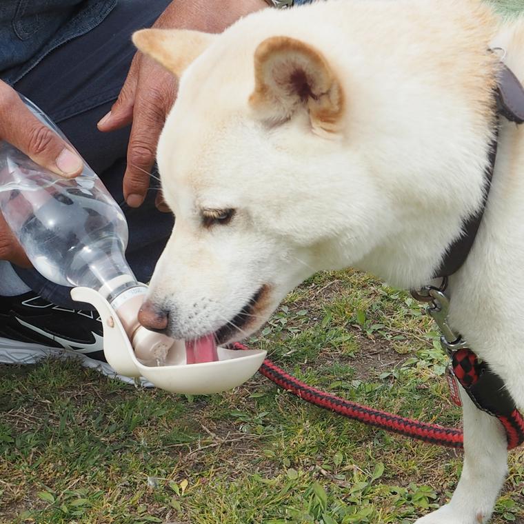 水を飲む犬