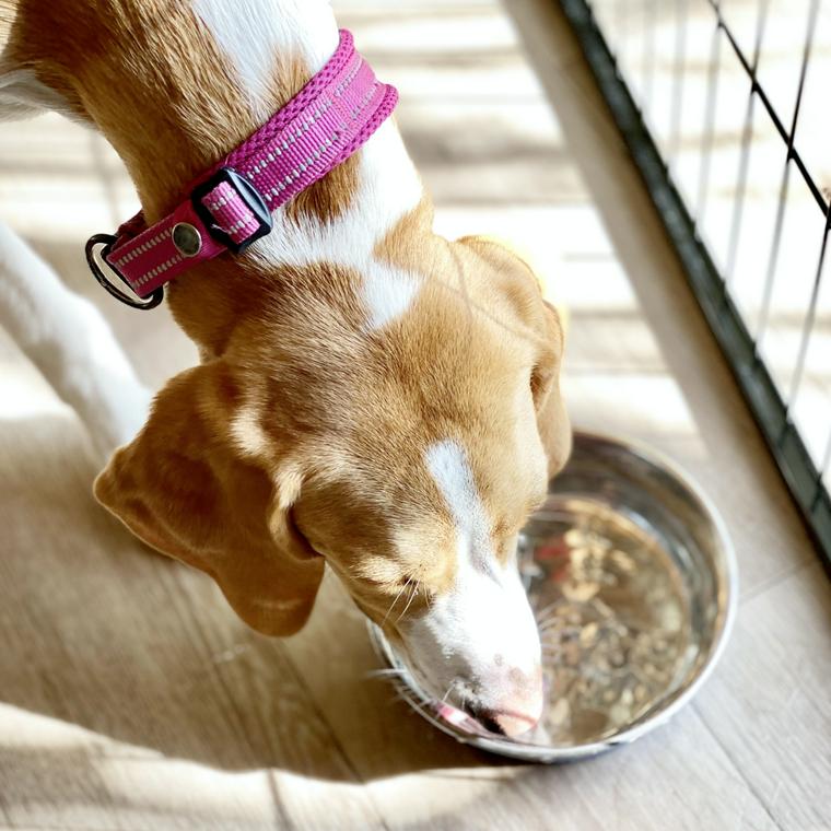 水を飲む犬