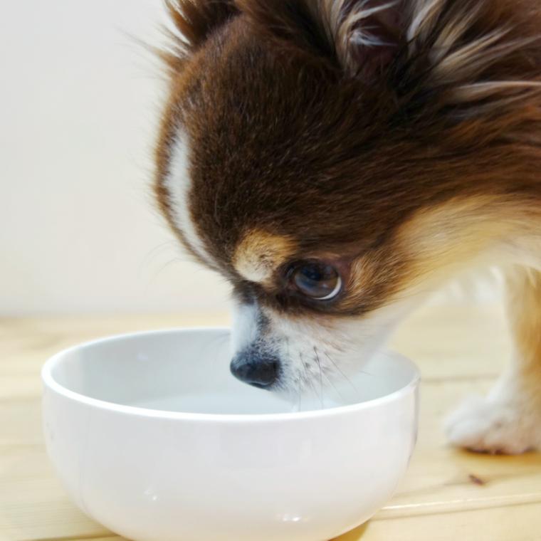 水を飲む犬