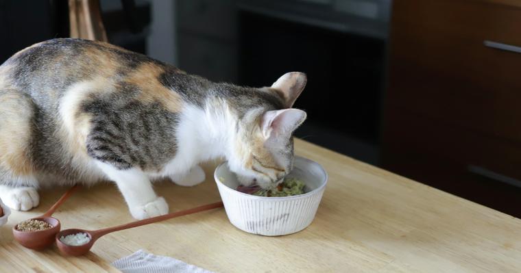 猫の置き餌が良くない3つの理由とやめ方を栄養管理士が解説