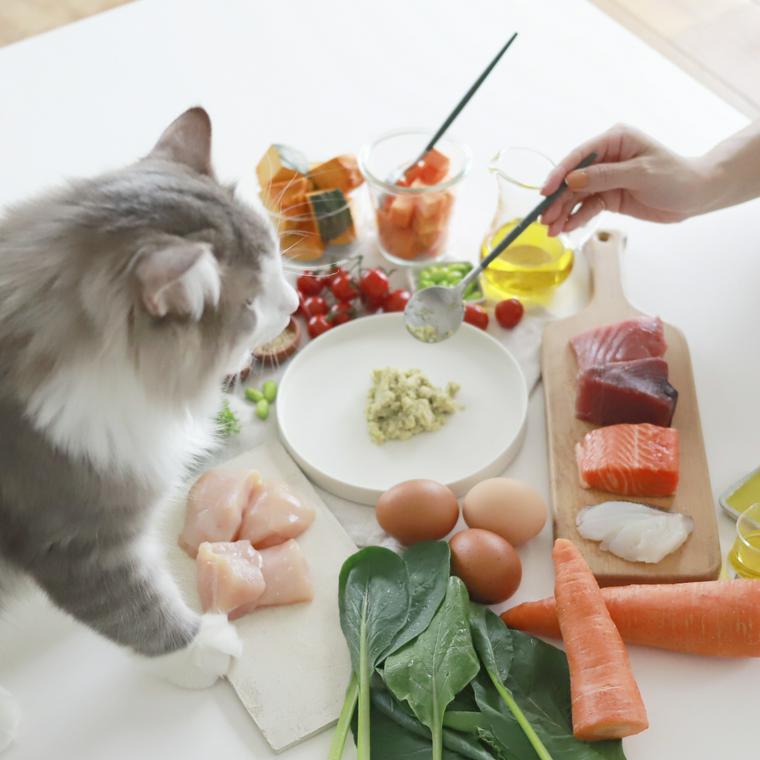 フレッシュタイプのキャットフードを食べる猫