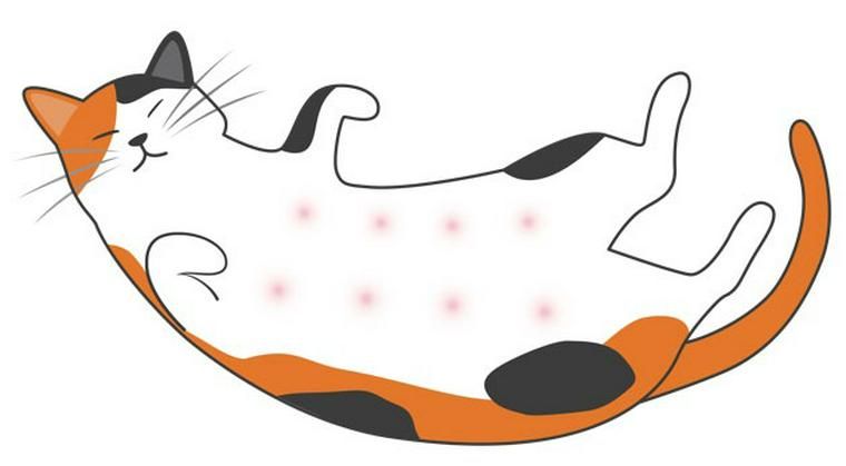 猫の乳腺