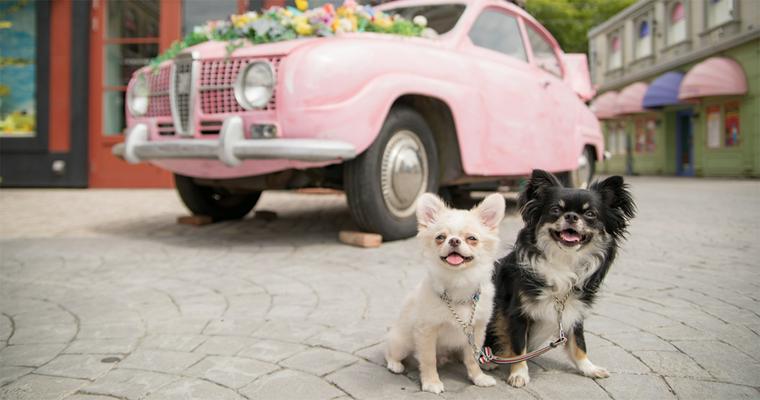 富士急ハイランドで愛犬と一緒に楽しめる「ふじQワンぱーく」を開催！