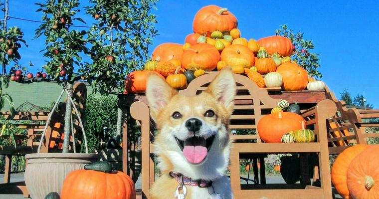 犬はかぼちゃを食べても大丈夫！与えていい量や注意点を栄養管理士が解説