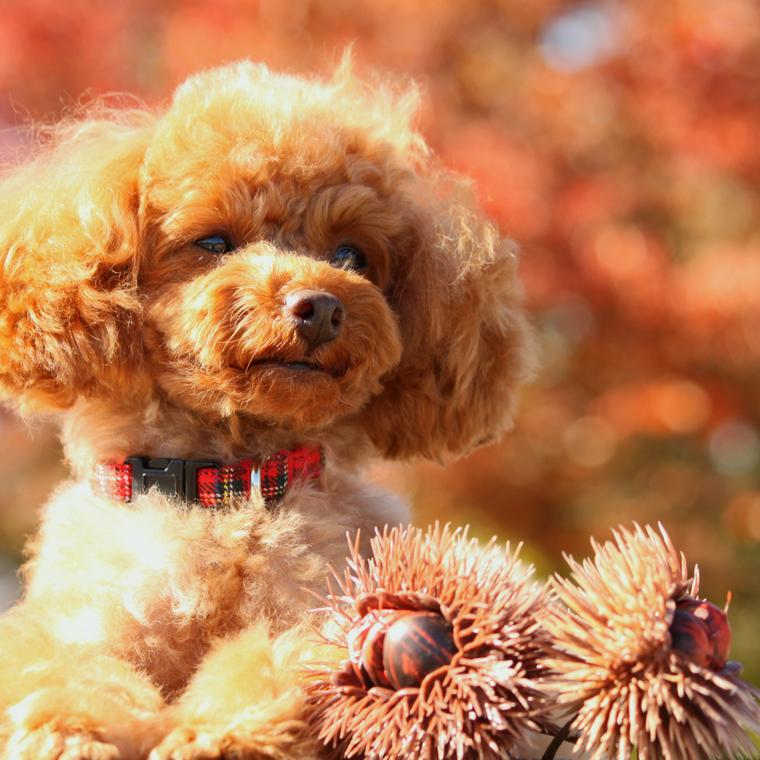 犬は栗を食べても大丈夫！与えてもいい量や注意点を栄養管理士が解説