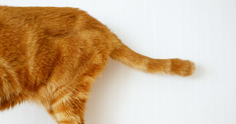 猫のうんち｜適切な回数や色、緊急性が高い場合について獣医師が解説