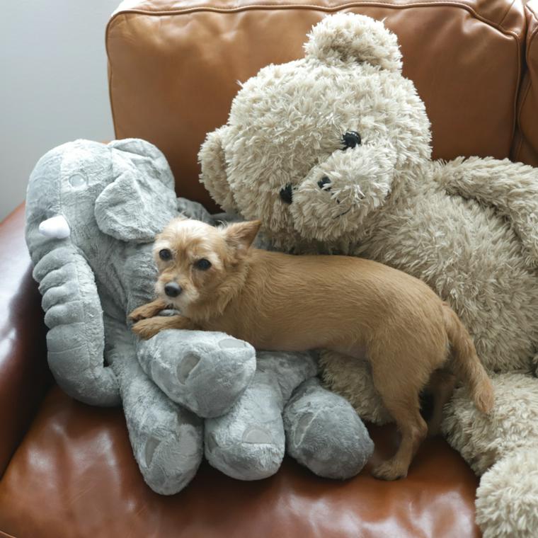 ぬいぐるみの上でくつろぐ犬