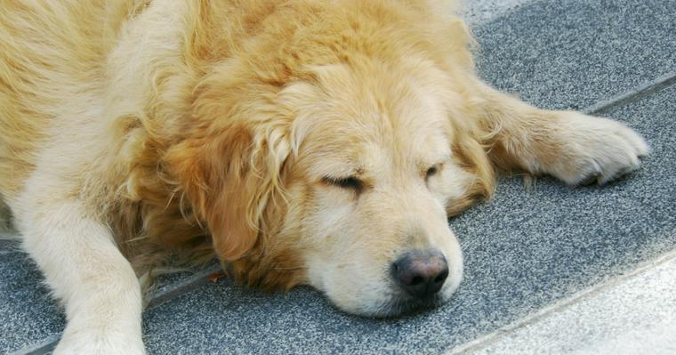 犬が目を細める理由と注意すべき病気を獣医師が解説