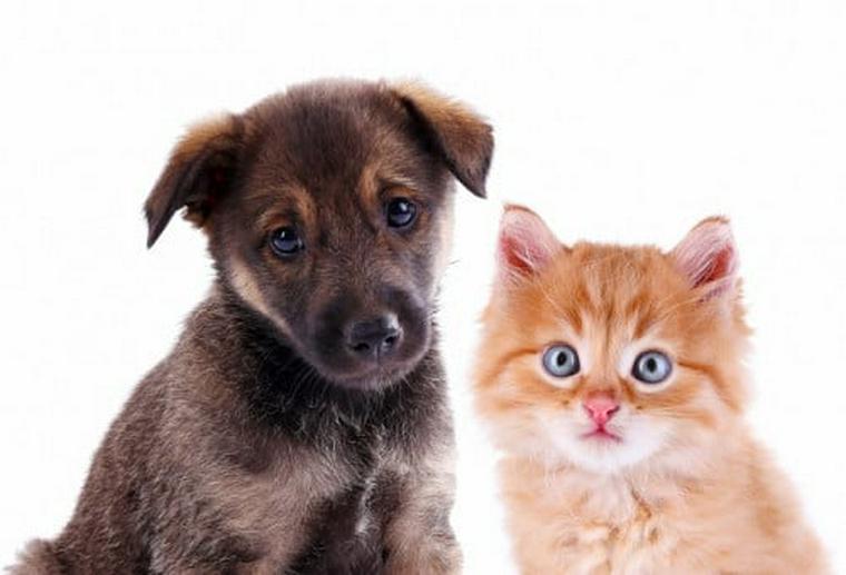 犬と猫