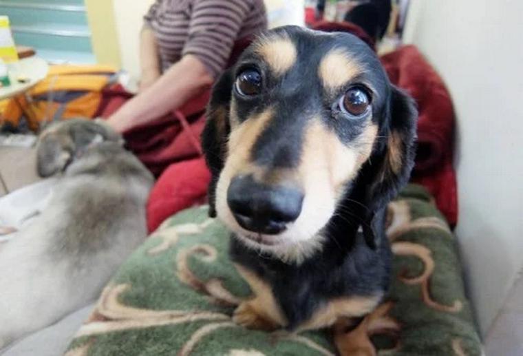 避難する犬