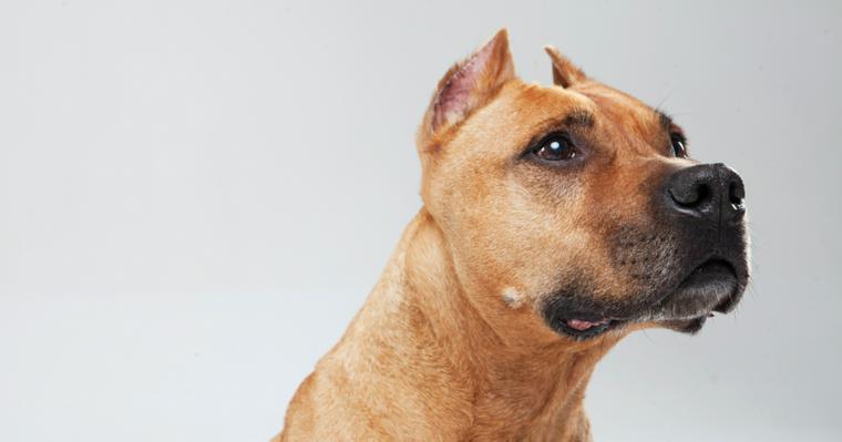 犬の角膜ジストロフィー（角膜変性症）｜症状や原因、治療法を獣医師が解説