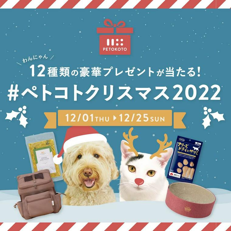 愛犬とのクリスマス！犬用ケーキやプレゼントで思い出に残る記念日を