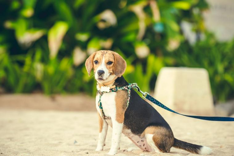 犬
