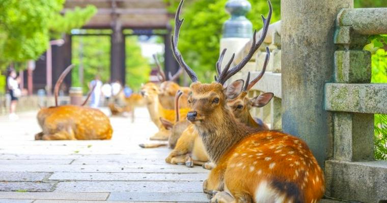 奈良のペットと泊まれる宿おすすめ6選！コテージやホテル、温泉宿もあり