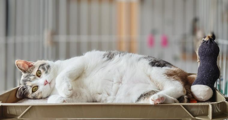 猫の胃腸炎｜症状や原因、治療法を獣医師が解説