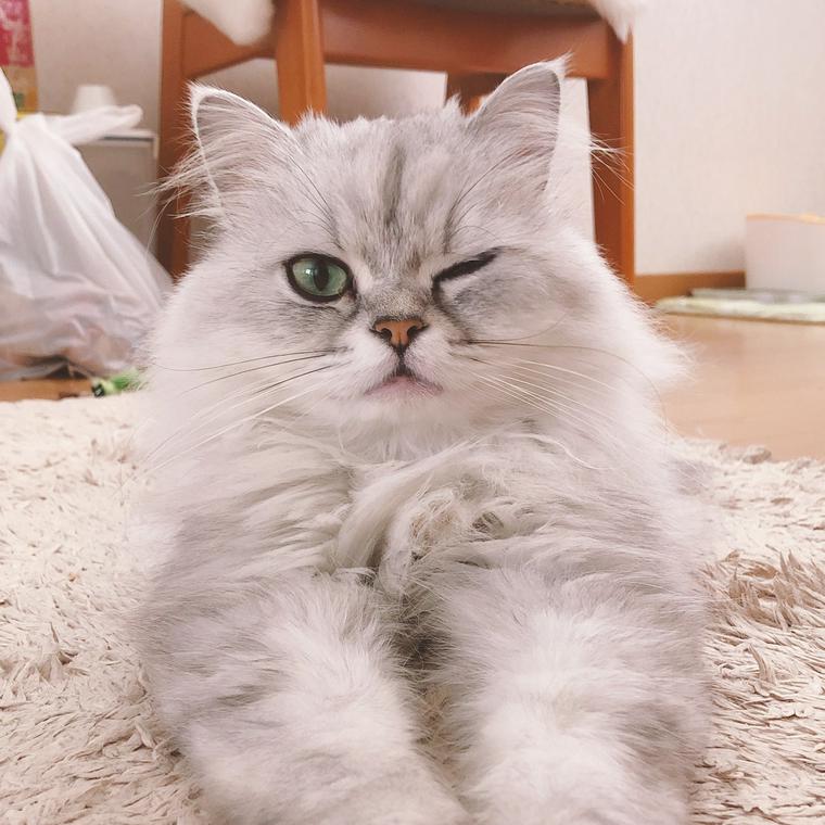 ウインクする猫